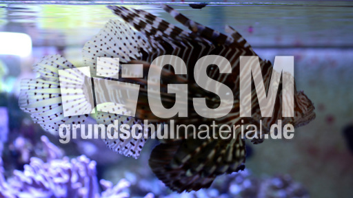 Pazifischer Rotfeuerfisch (1).jpg